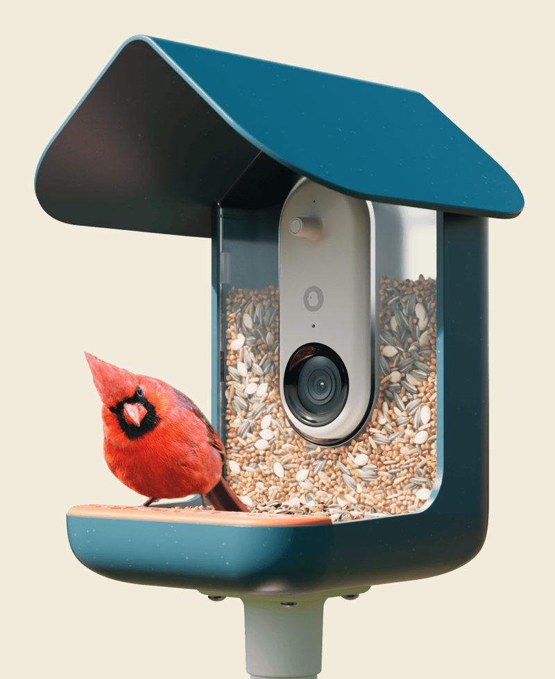 Birdbuddy Pro Solar Smart Bird Feeder with Camera
